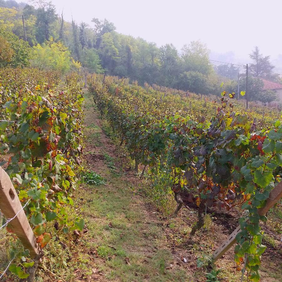 Cascina Tra I Vigneti A Nizza Monferrato Βίλα Εξωτερικό φωτογραφία